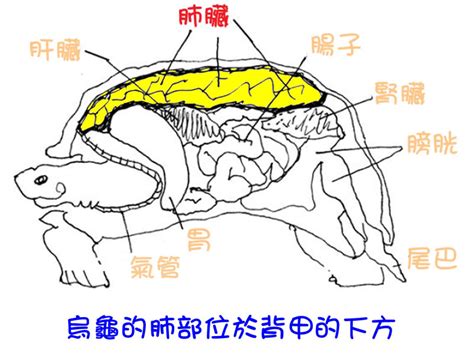 烏龜構造圖